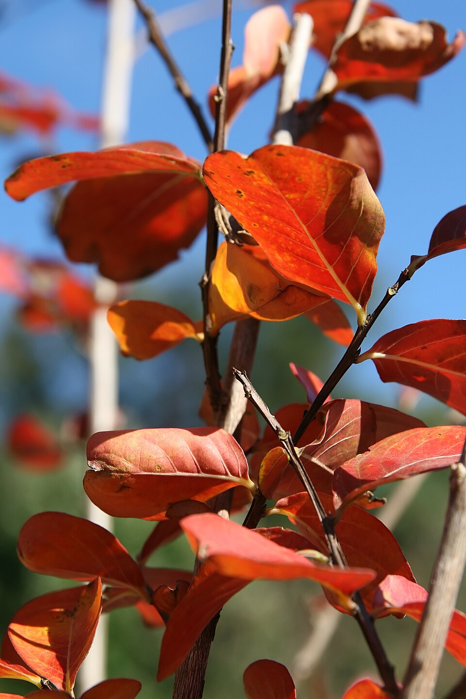 Lagerstroemia indica 'Pink Velour' (Pink Velour Crape Myrtle) (alternate view 4)