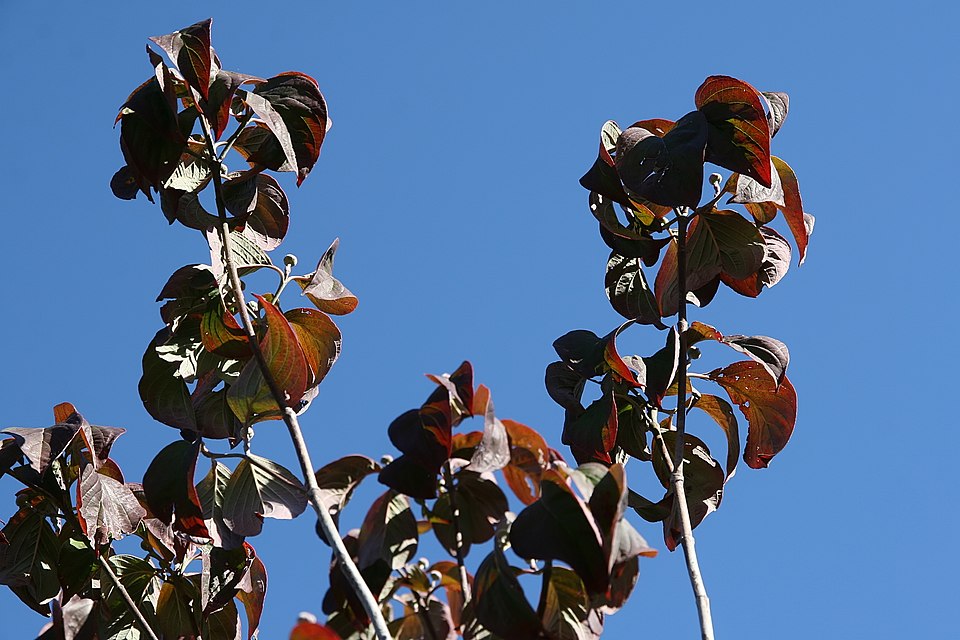 Cornus florida 'Cherokee Chief' (Cherokee Chief Dogwood)