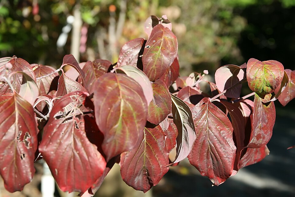 Cornus florida 'Cherokee Chief' (Cherokee Chief Dogwood) (alternate view 2)
