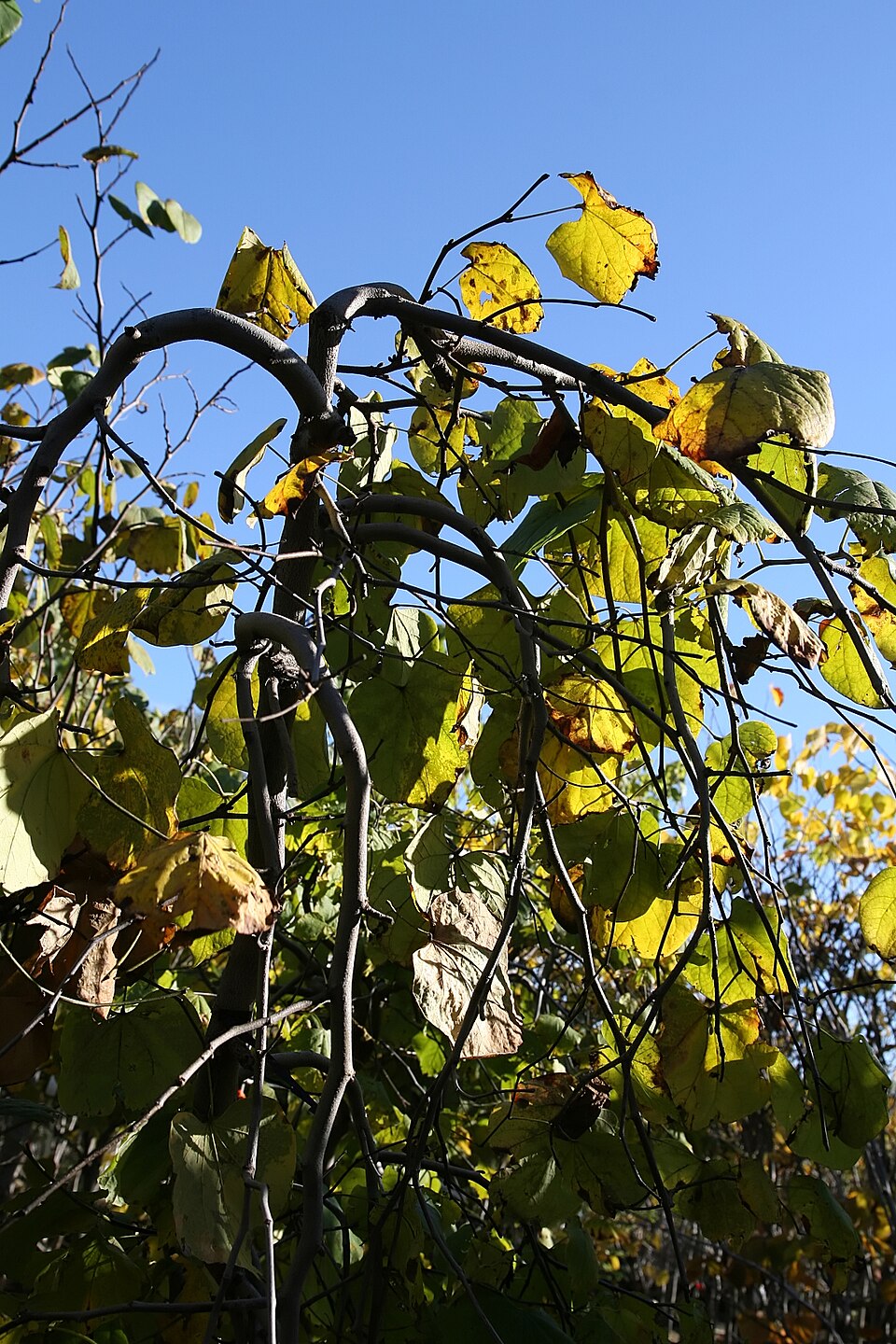 Cercis canadensis 'Covey' (Lavender Twist Weeping Redbud Tree) (alternate view 4)
