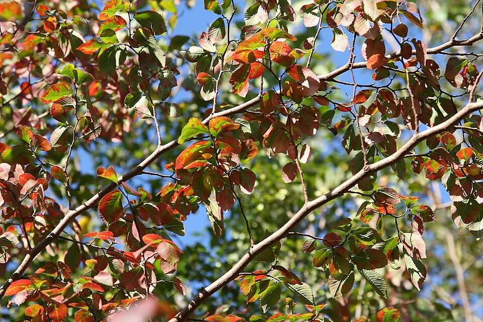 Ulmus (elms) (alternate view 2)