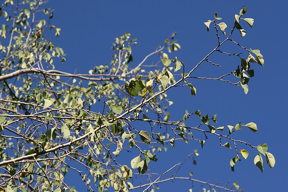 Ulmus (elms) (alternate view 3)