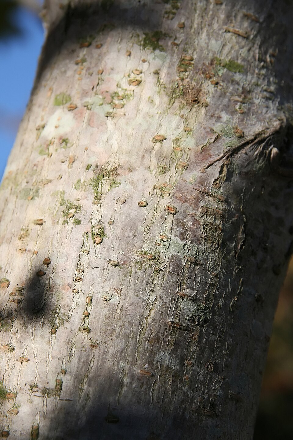 Ulmus (elms) (alternate view 4)