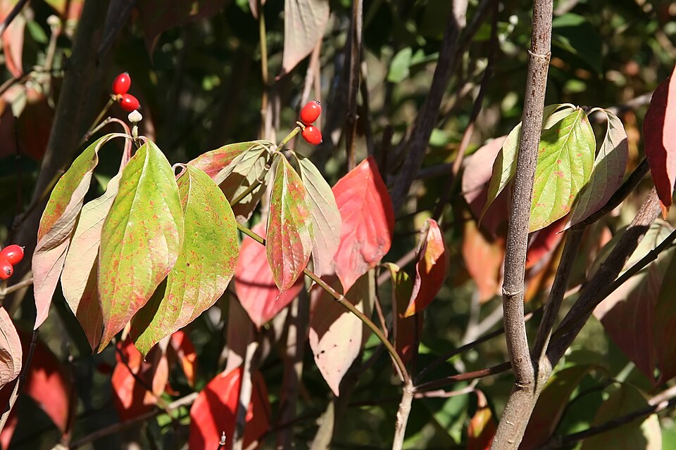 Cornus florida 'Cherokee Princess' (Cherokee Princess Dogwood) (alternate view 5)