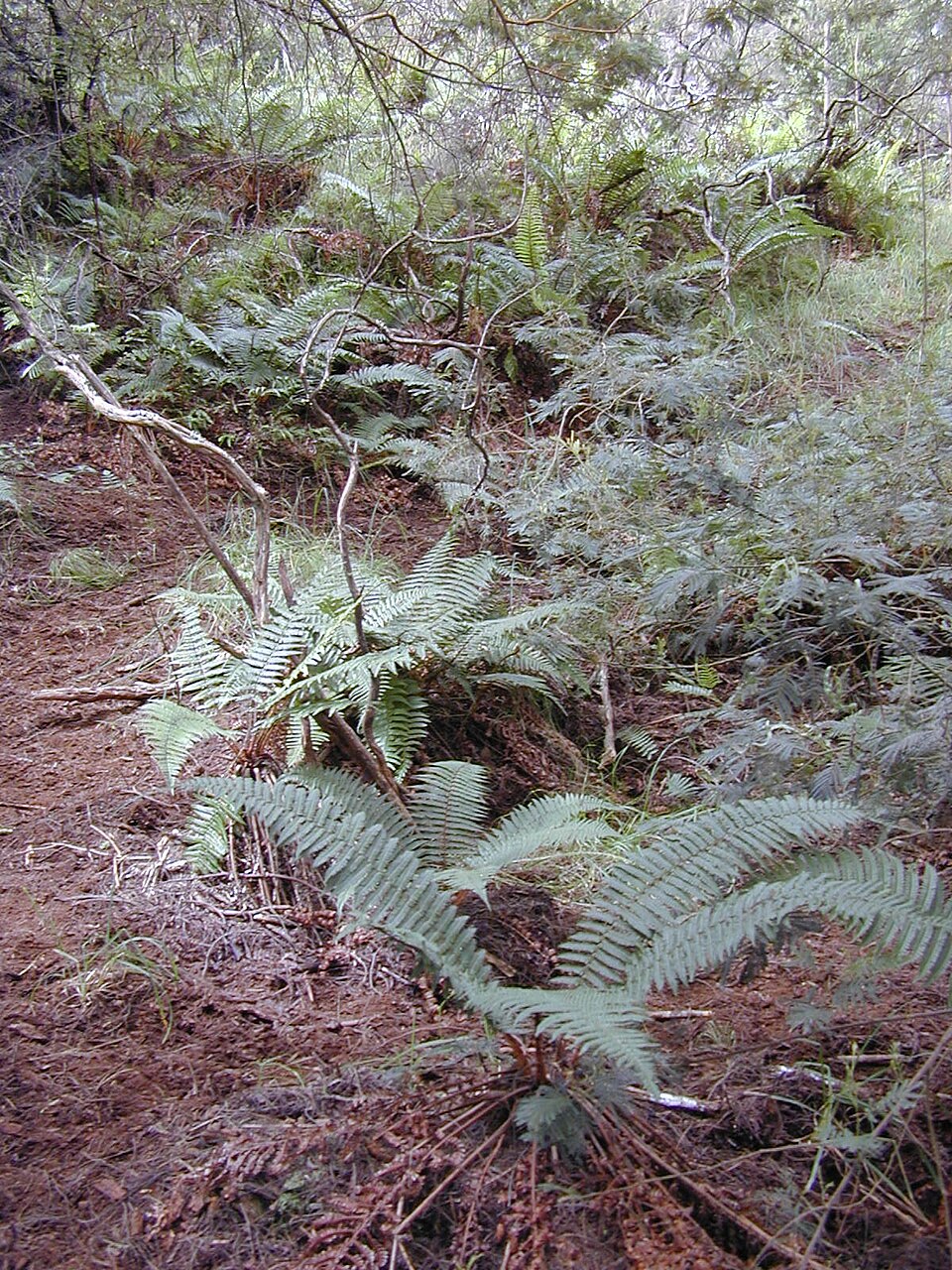 Dryopteris wallichiana (Wallich's Wood Fern)