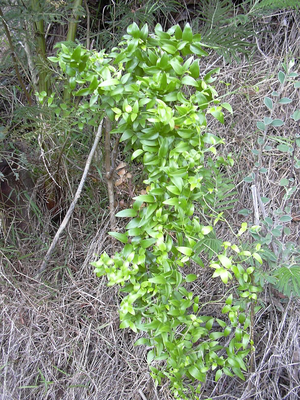 Asparagus asparagoides (Cape Smilax)