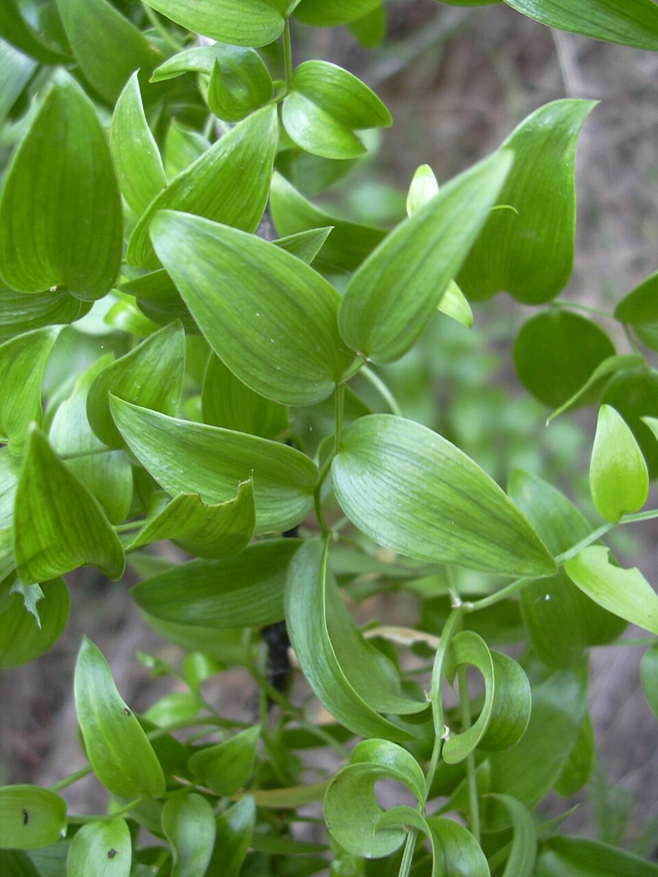 Asparagus asparagoides (Cape Smilax) (alternate view 2)