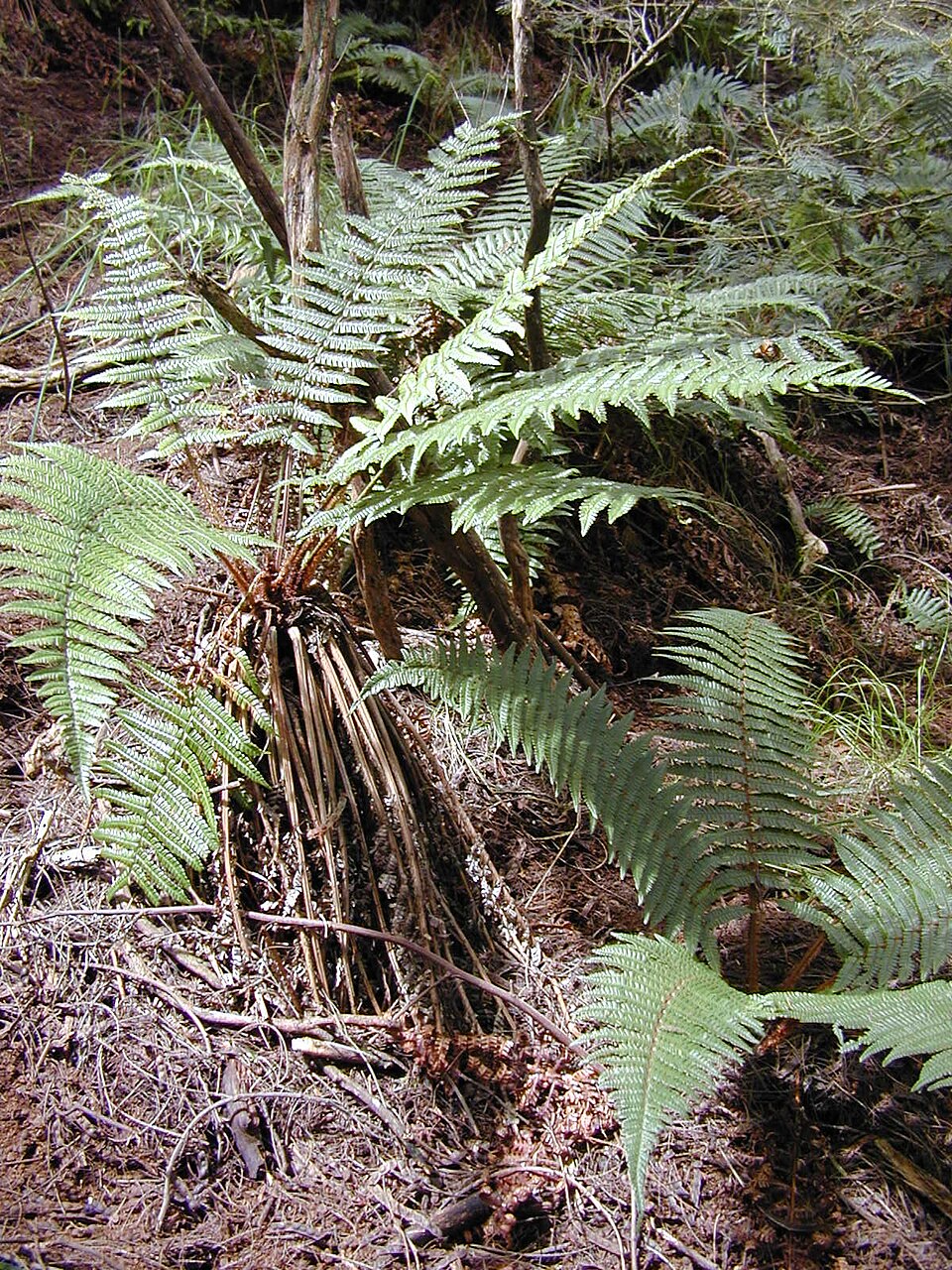 Dryopteris wallichiana (Wallich's Wood Fern)