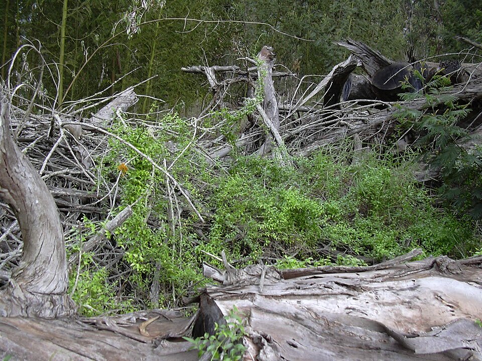 Asparagus asparagoides (Cape Smilax) (alternate view 3)