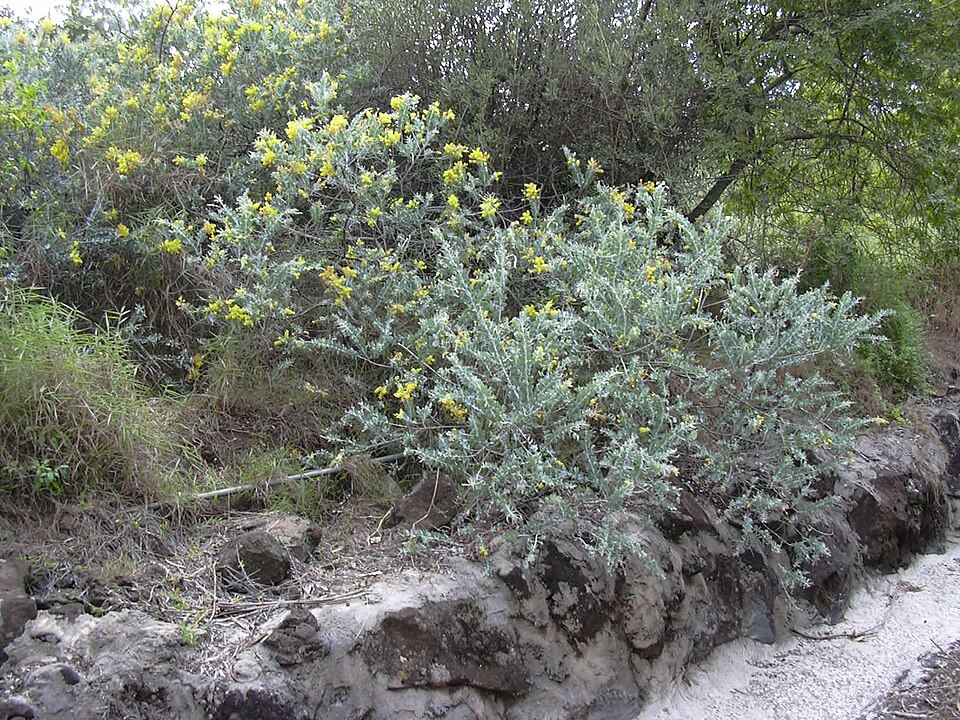 Acacia podalyriifolia (Queensland silver wattle) (alternate view 8)