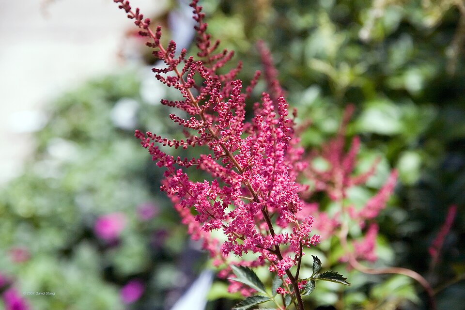 Astilbe × arendsii 'Fanal' (Fanal Astilbe) (alternate view 5)