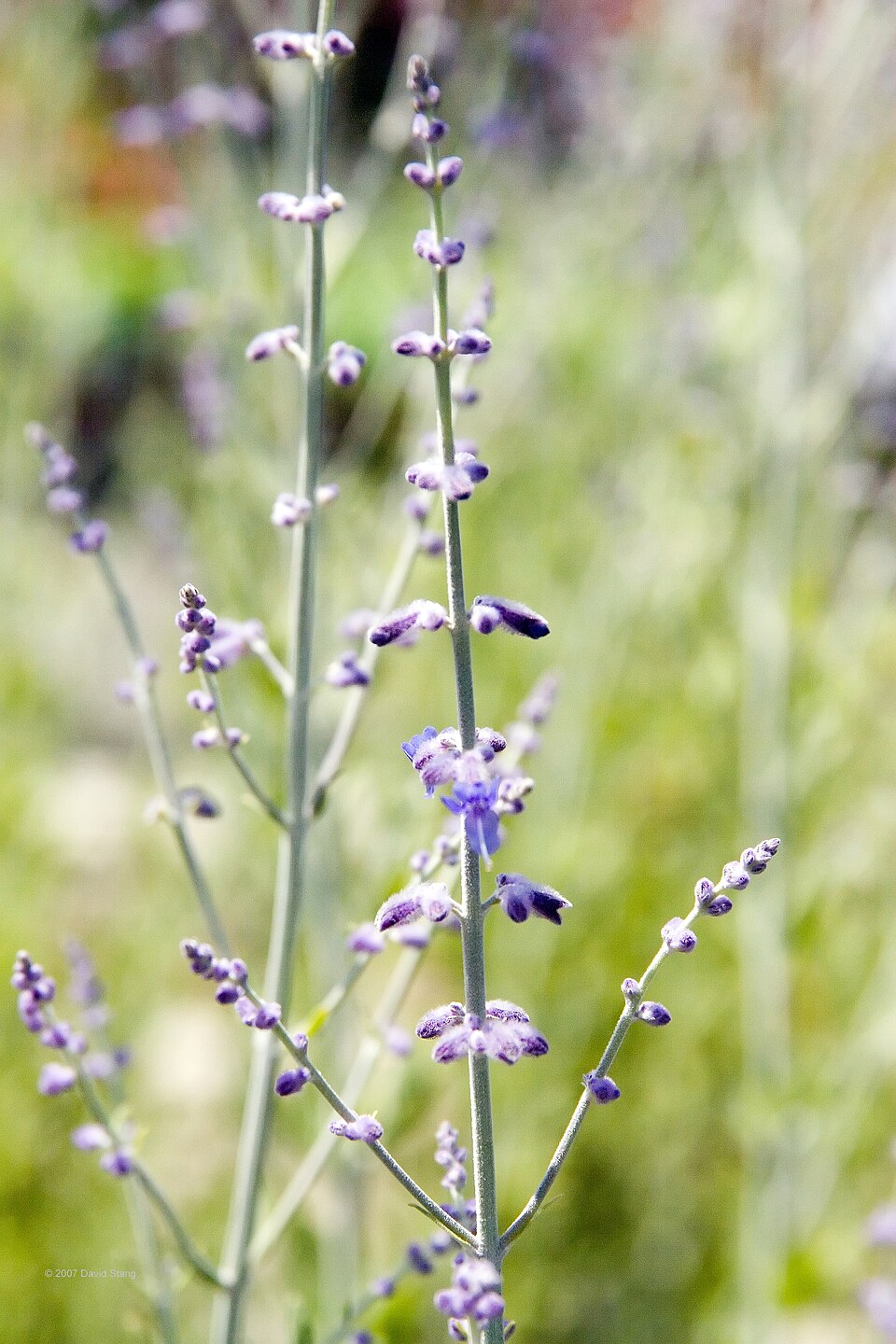 Perovskia 'Longin' (Longin Russian Sage) (alternate view 2)