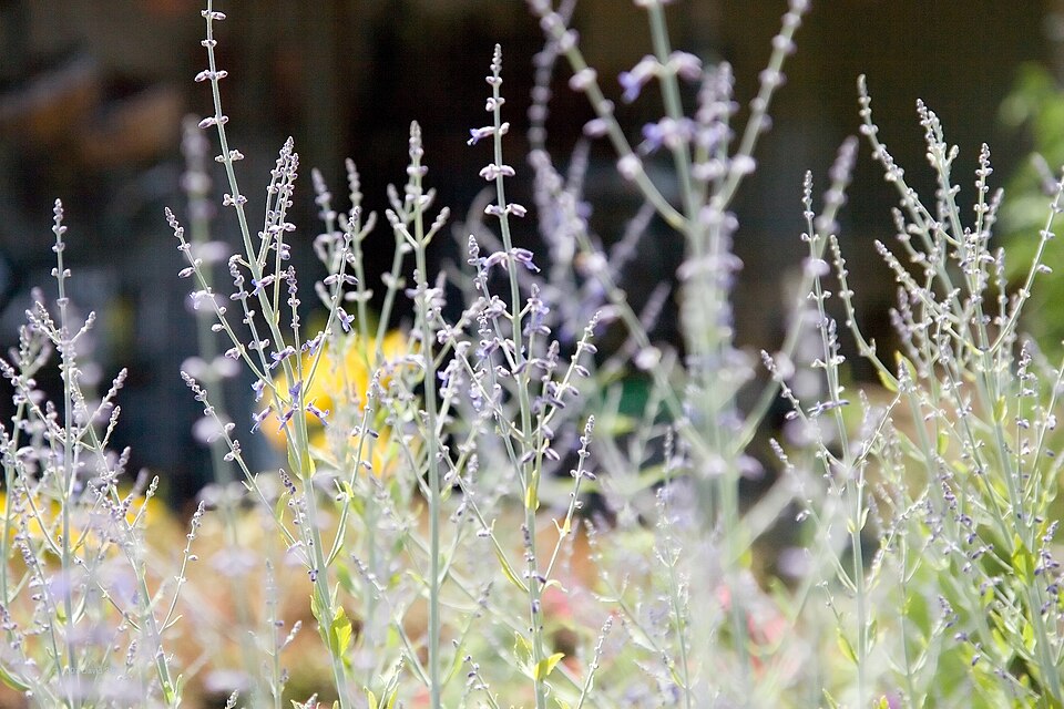 Perovskia 'Longin' (Longin Russian Sage) (alternate view 3)