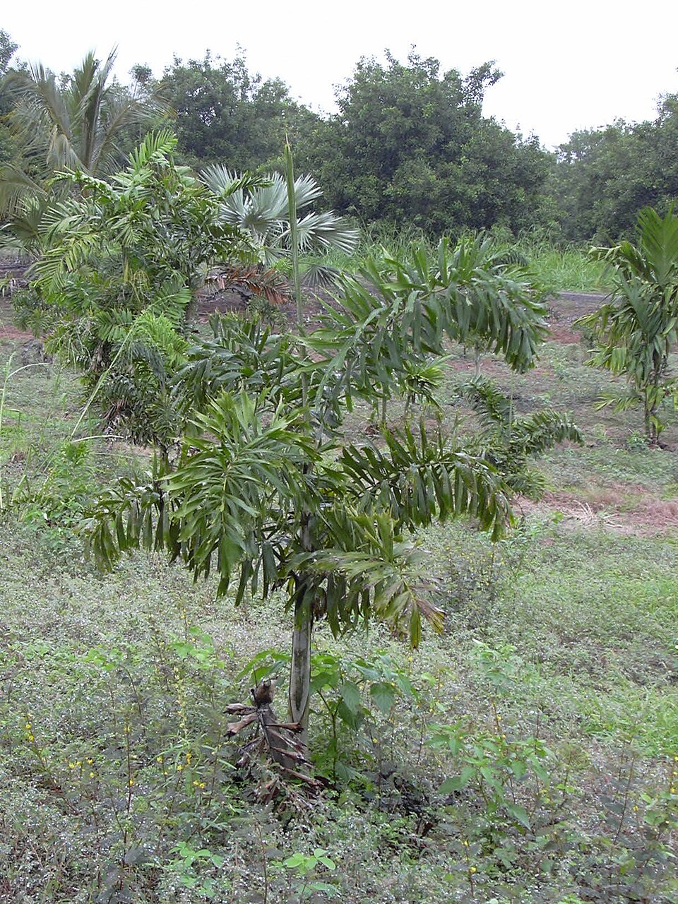 Wodyetia bifurcata (Foxtail Palm Tree) (alternate view 14)