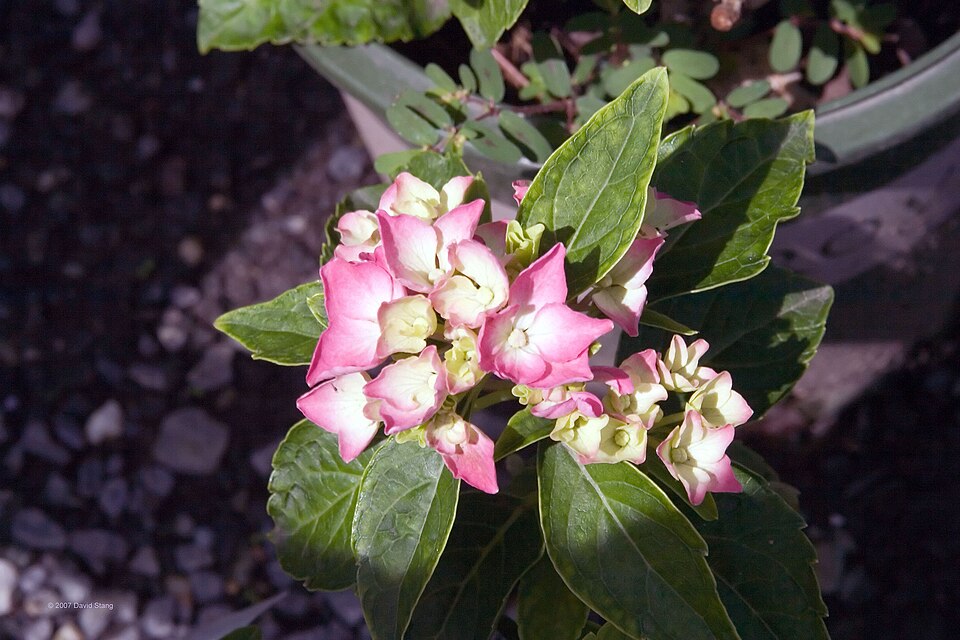 Hydrangea macrophylla 'Pia' (Pia Hydrangea) (alternate view 3)