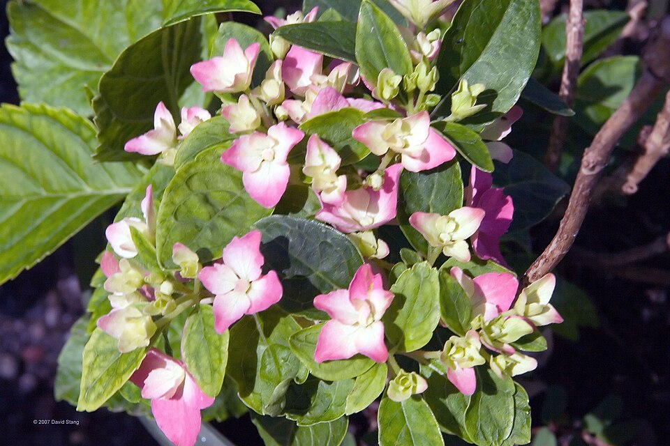 Hydrangea macrophylla 'Pia' (Pia Hydrangea) (alternate view 4)