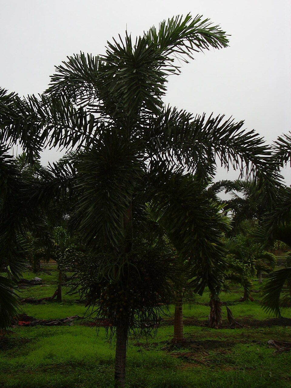 Wodyetia bifurcata (Foxtail Palm Tree) (alternate view 15)