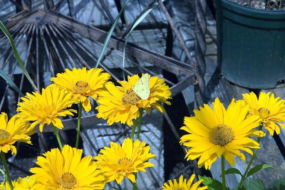 Heliopsis helianthoides var. scabra 'Summer Sun' (Summer Sun False Sunflower) (alternate view 5)