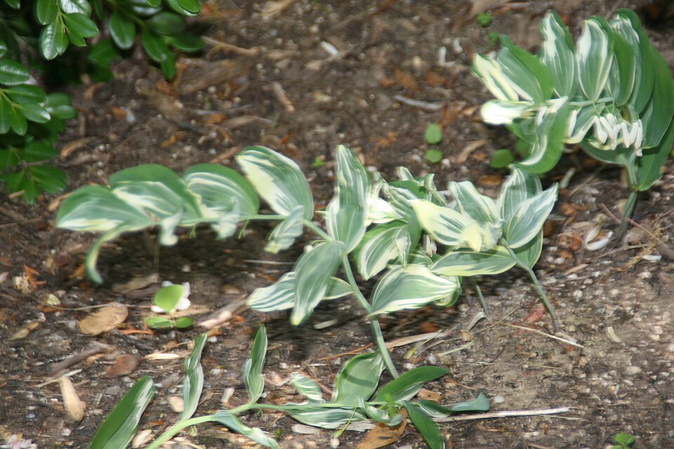 Polygonatum x hybridum (alternate view 10)