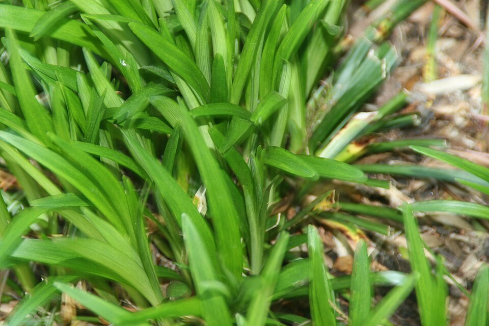 Liriope muscari 'Monroe White' (Monroe White Lilyturf)