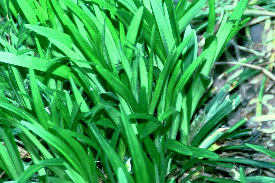 Liriope muscari 'Monroe White' (Monroe White Lilyturf) (alternate view 2)