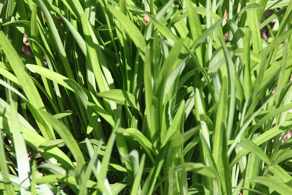 Liriope muscari 'Royal Purple' (Royal Purple Lilyturf) (alternate view 5)