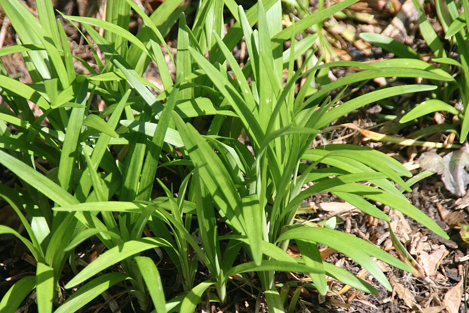 Liriope muscari 'Monroe White' (Monroe White Lilyturf) (alternate view 3)