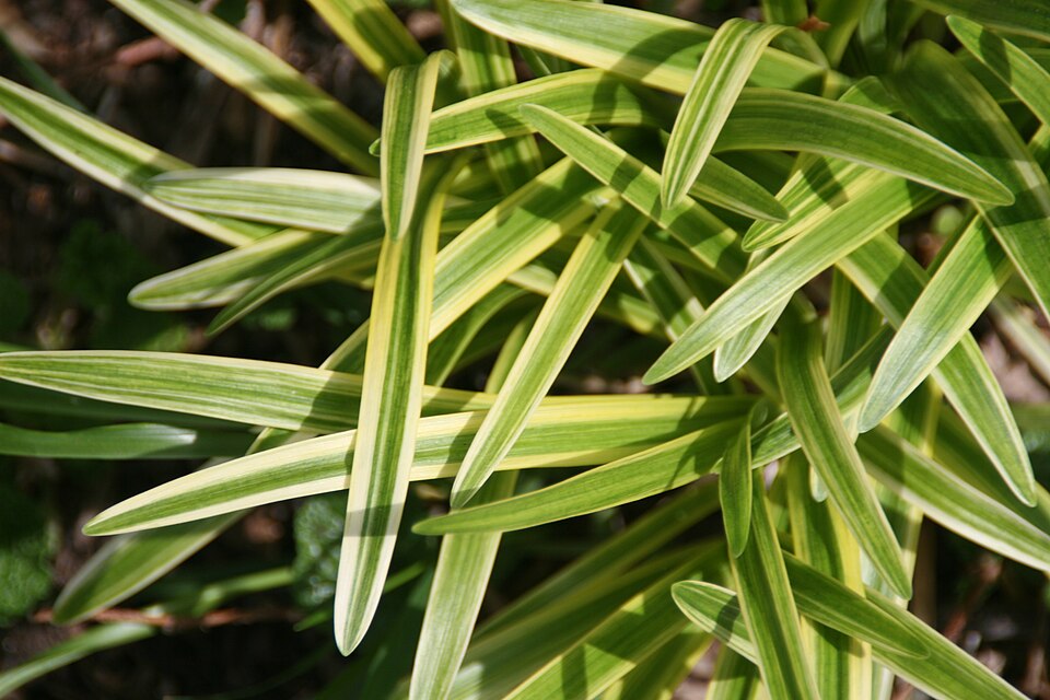 Liriope muscari 'Variegata' (Variegated Lilyturf) (alternate view 5)