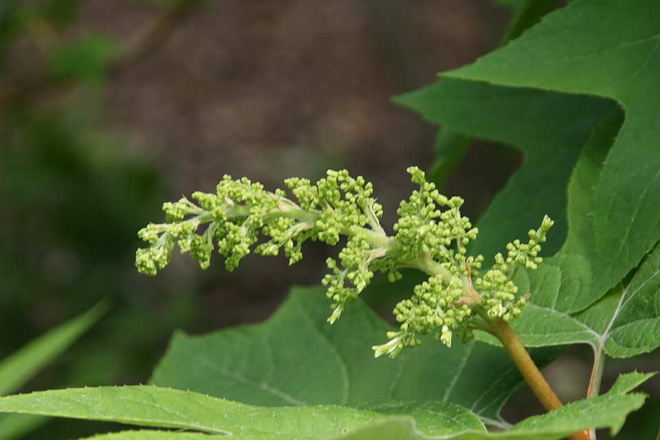Hydrangea quercifolia 'Alice' (Alice Oakleaf Hydrangea) (alternate view 2)