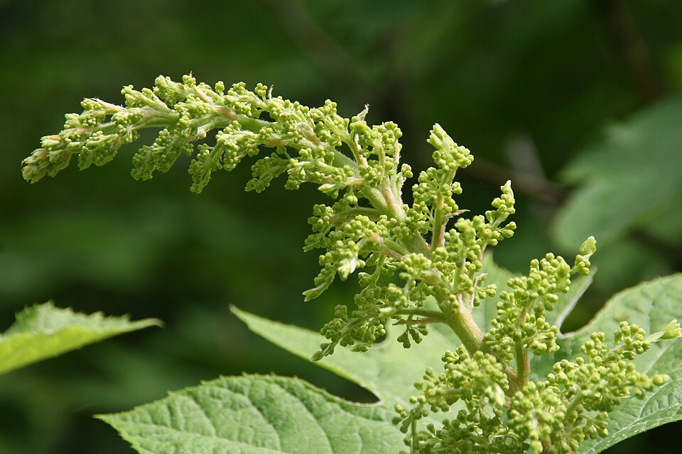 Hydrangea quercifolia 'Alice' (Alice Oakleaf Hydrangea) (alternate view 3)
