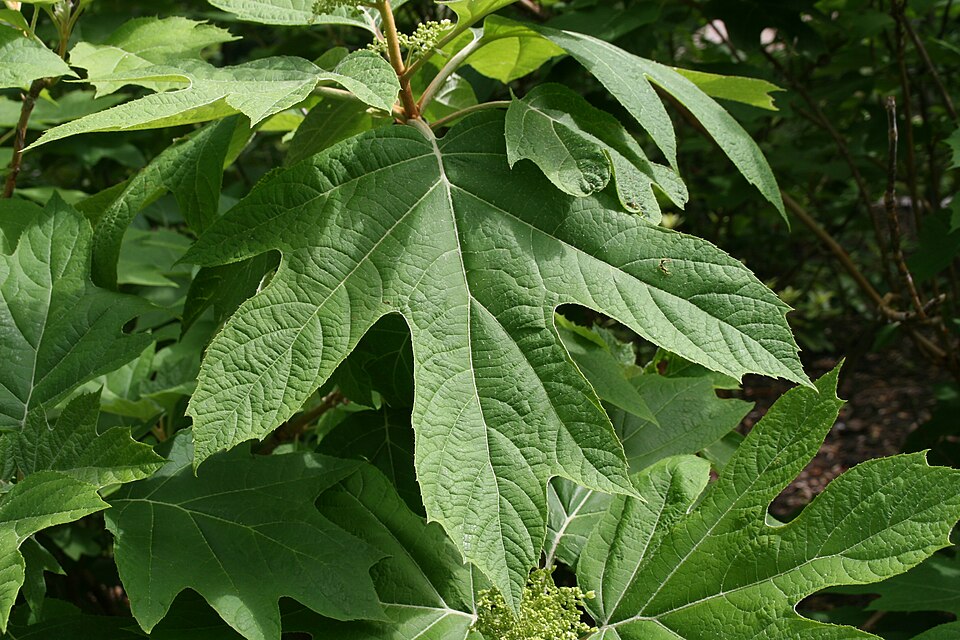 Hydrangea quercifolia 'Alice' (Alice Oakleaf Hydrangea) (alternate view 4)