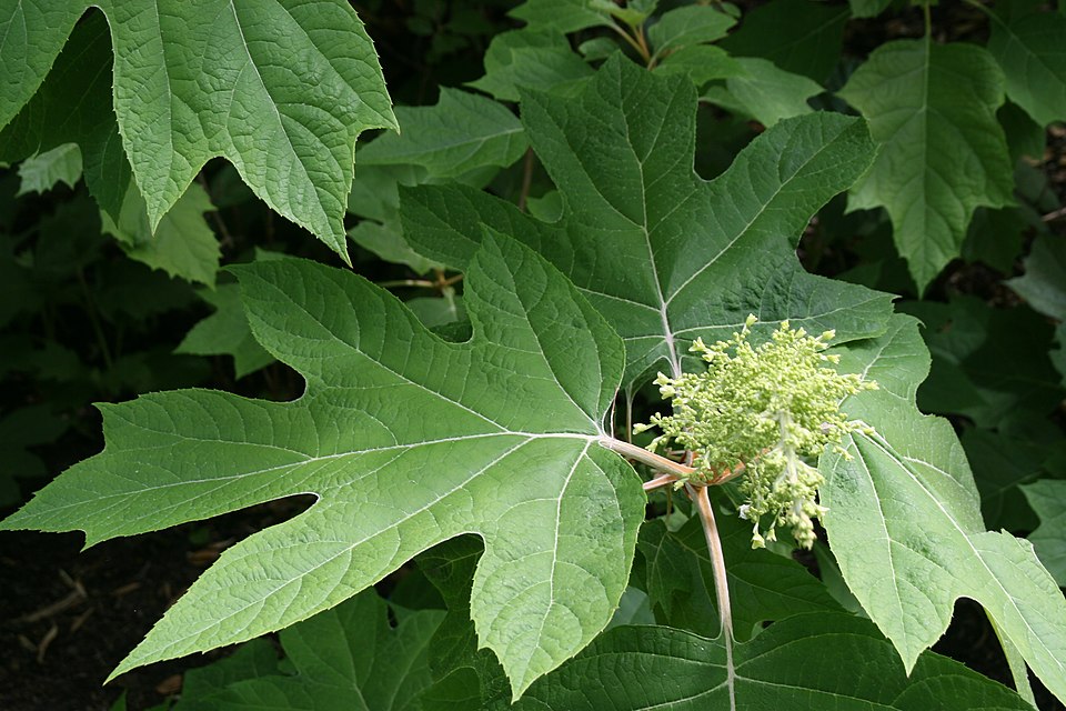 Hydrangea quercifolia 'Alice' (Alice Oakleaf Hydrangea) (alternate view 5)