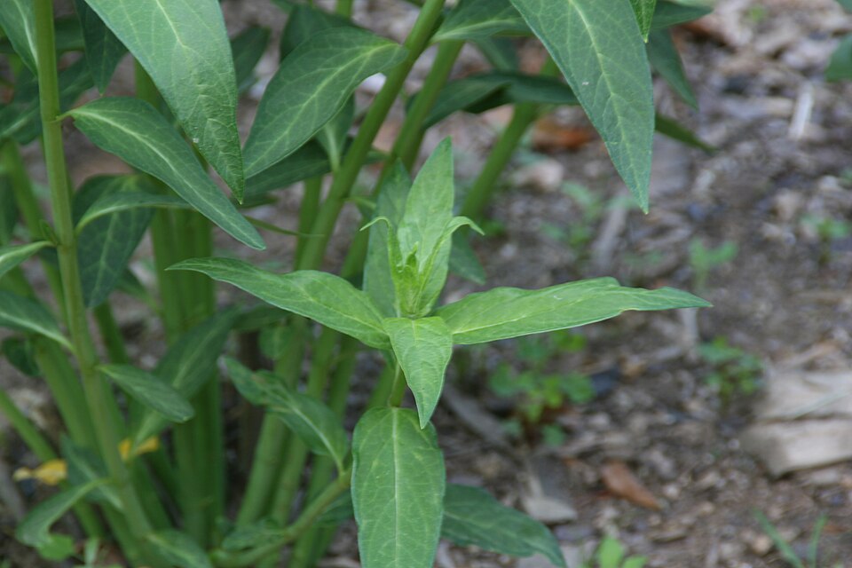 Cephalanthus occidentalis (Buttonbush) (alternate view 9)