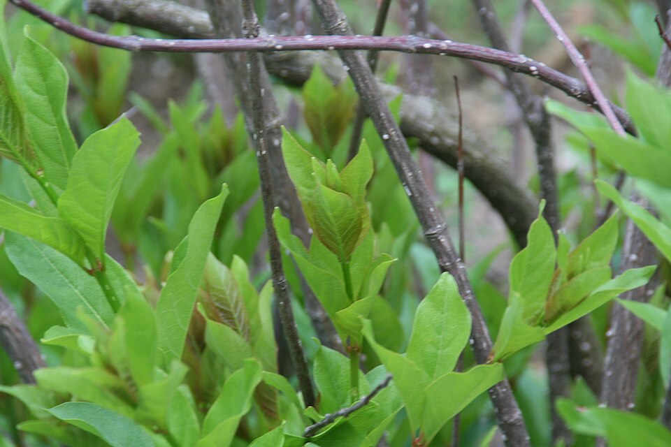 Cephalanthus occidentalis (Buttonbush) (alternate view 10)