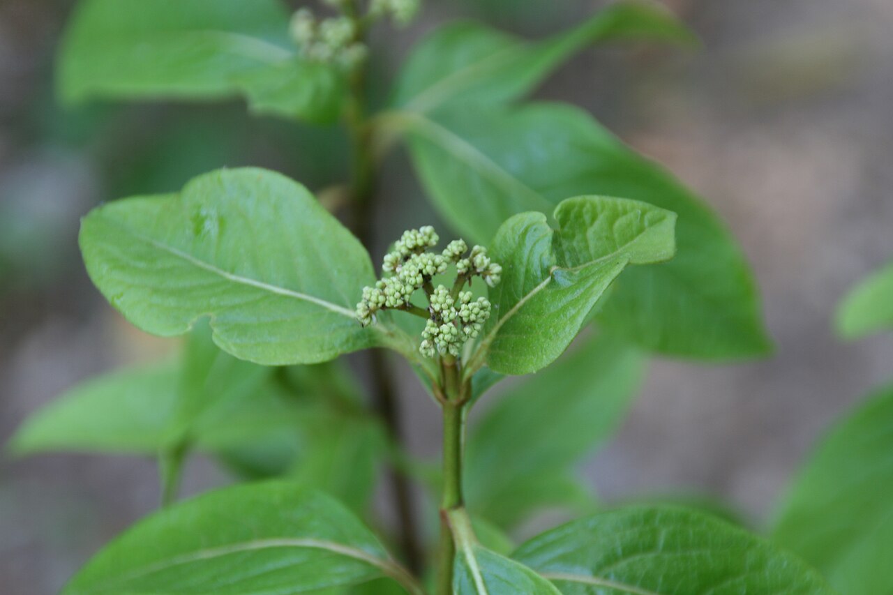 Viburnum nudum, Possumhaw viburnum — upright deciduous (Viburnaceae) (image 9 of 10)