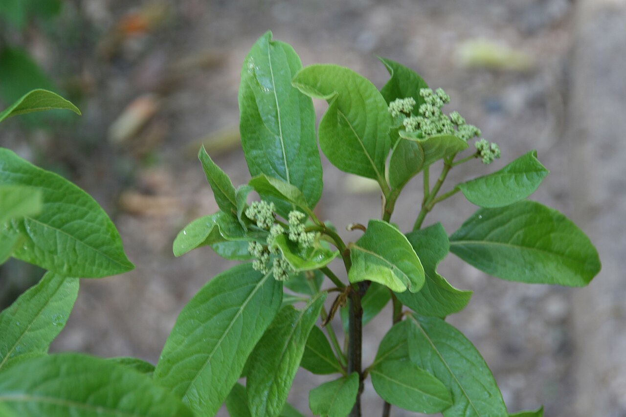 Viburnum nudum, Possumhaw viburnum — upright deciduous (Viburnaceae) (image 10 of 10)