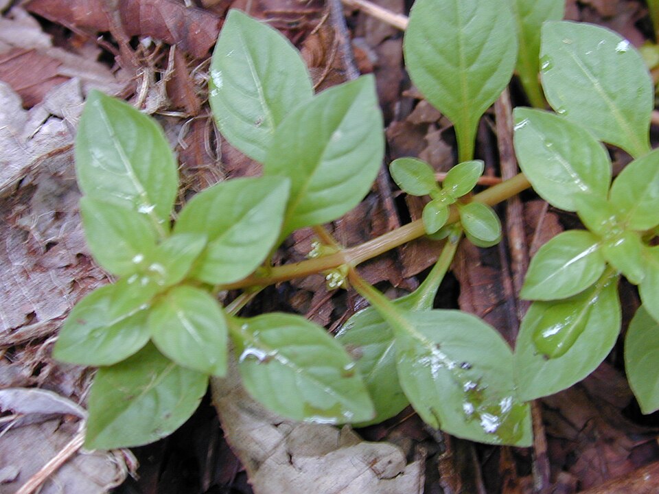 Ludwigia palustris (Water Purslane)