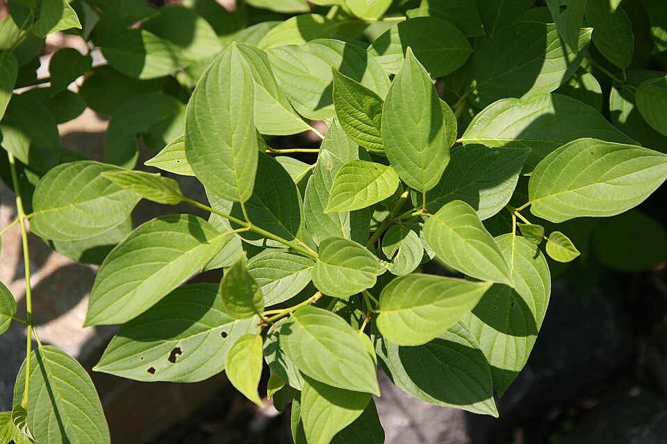 Cornus sericea 'Flaviramea' (yellow twig dogwood)