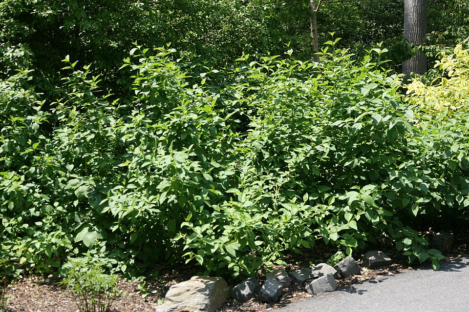 Cornus sericea 'Flaviramea' (yellow twig dogwood) (alternate view 2)