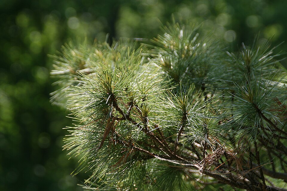 Pinus strobus 'Nana' (Dwarf White Pine) (alternate view 4)