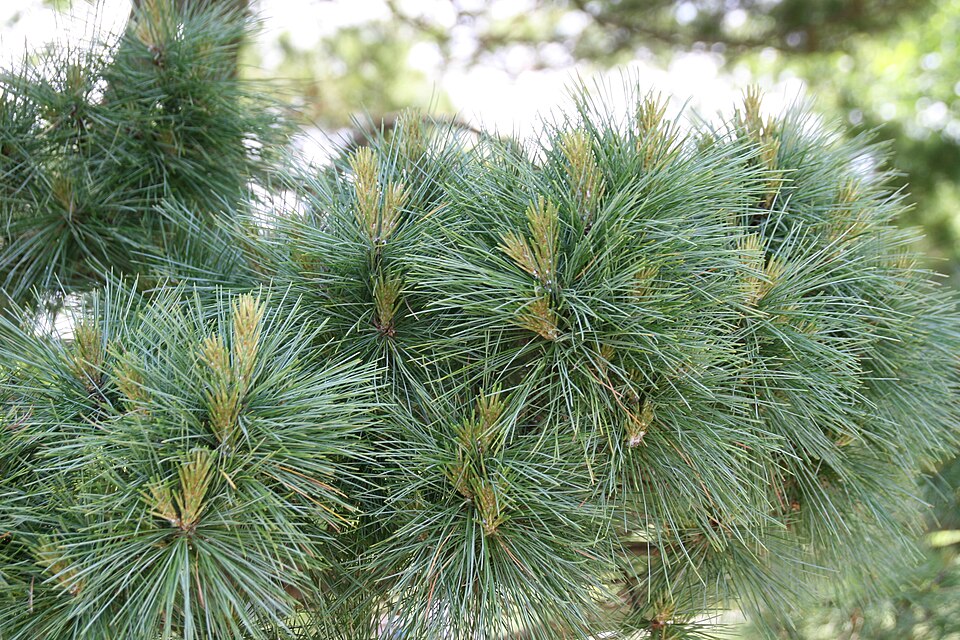 Pinus strobus 'Nana' (Dwarf White Pine) (alternate view 5)