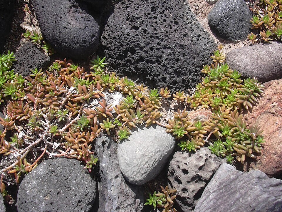 Portulaca pilosa (shaggy portulaca)