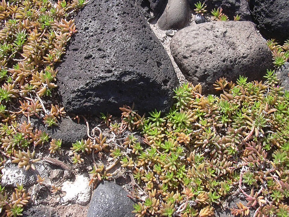 Portulaca pilosa (shaggy portulaca) (alternate view 2)