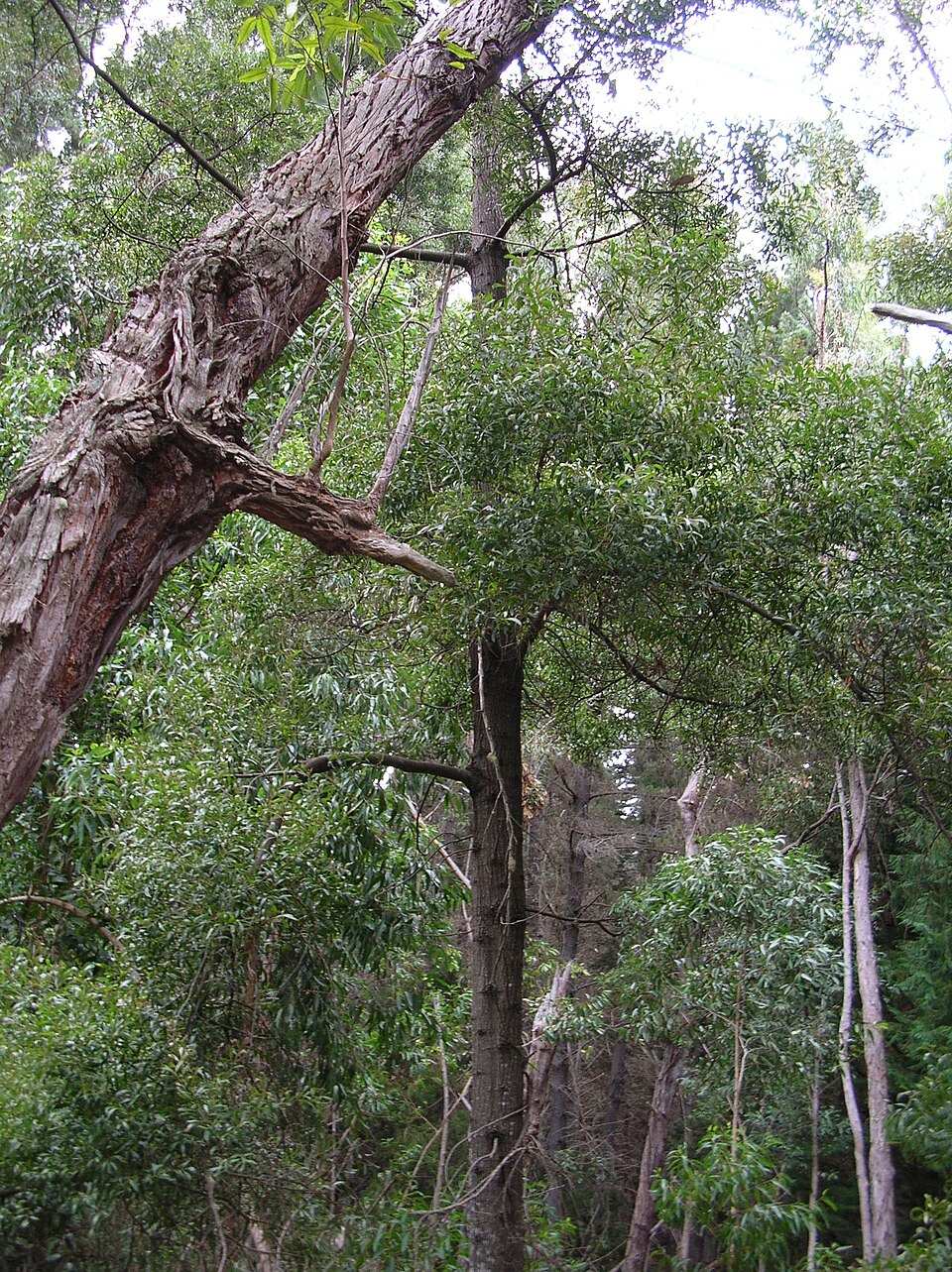 Acacia melanoxylon (blackwood)