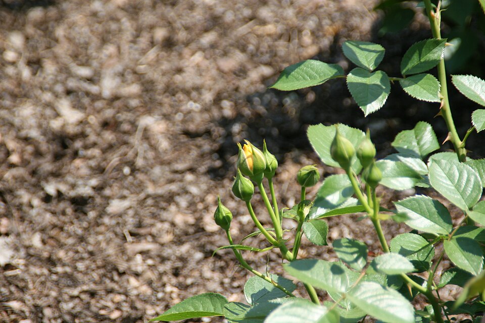 Rosa 'Julia Child' (Julia Child Rose) (alternate view 5)