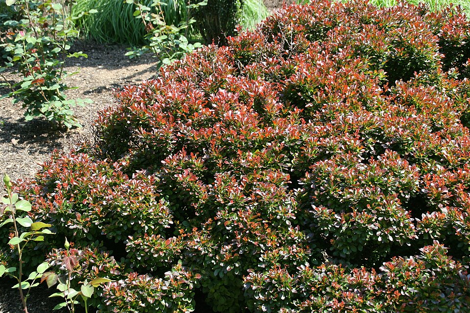 Berberis thunbergii f. 'Bagatelle' (Bagatelle Barberry) (alternate view 4)