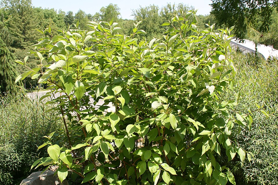 Cornus sericea 'Baileyi' (Bailey's Red-twig Dogwood)