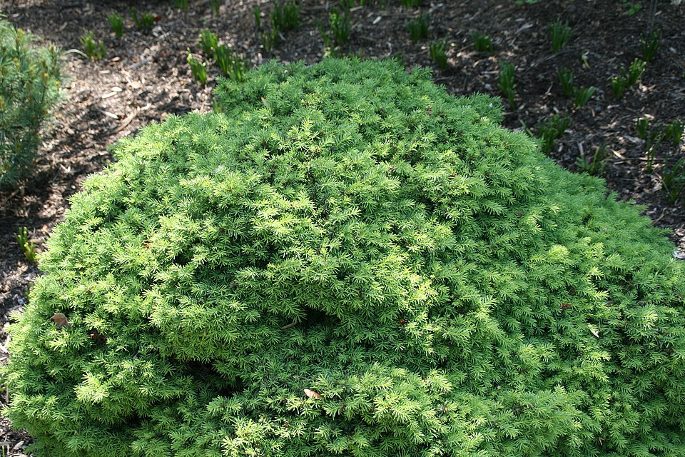 Picea abies 'Little Gem' (Little Gem Norway Spruce) (alternate view 3)