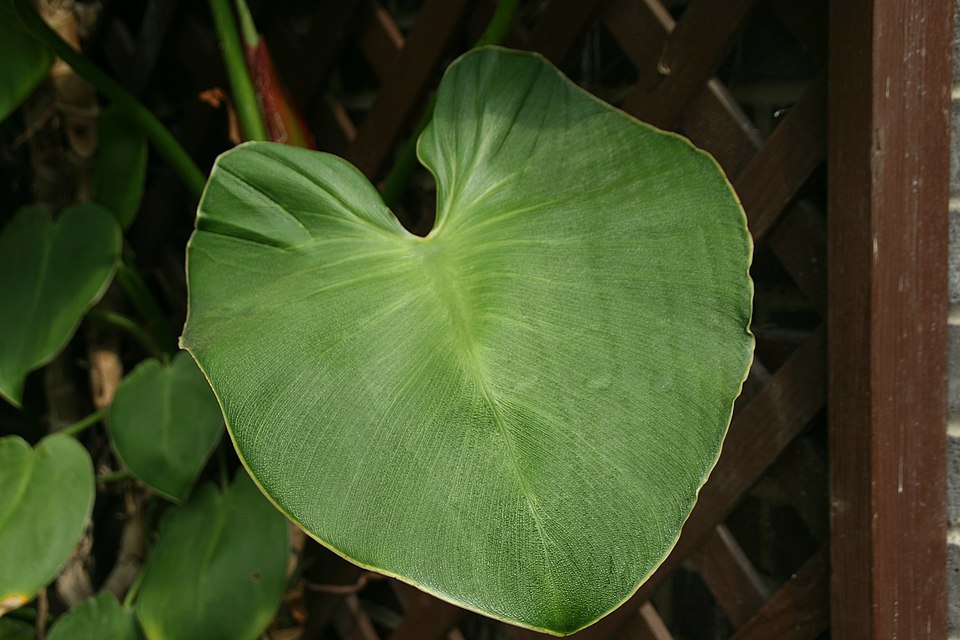 Philodendron rugosum (Philodendron Pig Skin) (alternate view 9)