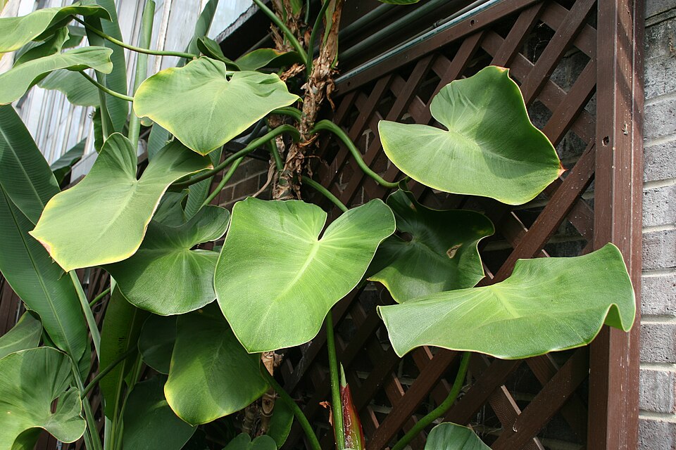 Philodendron rugosum (Philodendron Pig Skin) (alternate view 10)